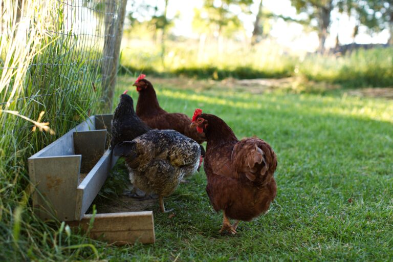 Central Manitoulin proposes backyard chicken bylaw