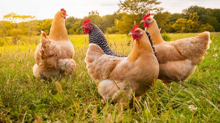 Avian flu in Ontario concerns Manitoulin chicken farmers