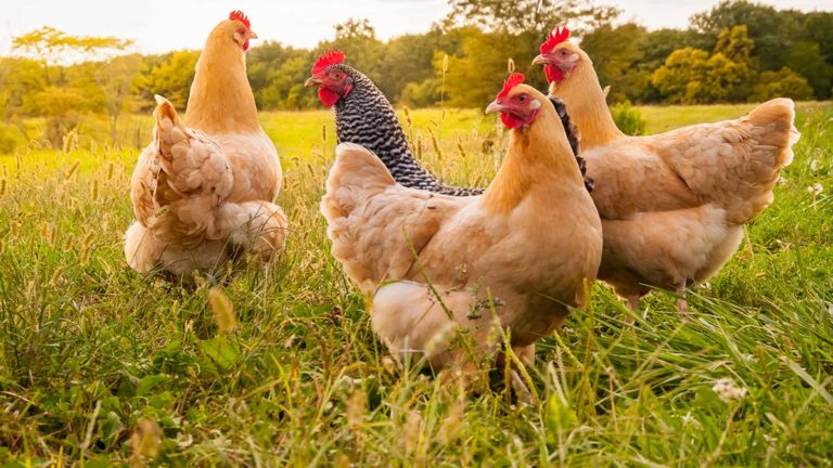 Billings gives first reading to regulate keeping, licencing of backyard chickens
