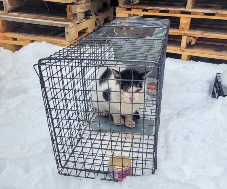 Fundraising gala being held for Manitoulin Pet Rescue February 11