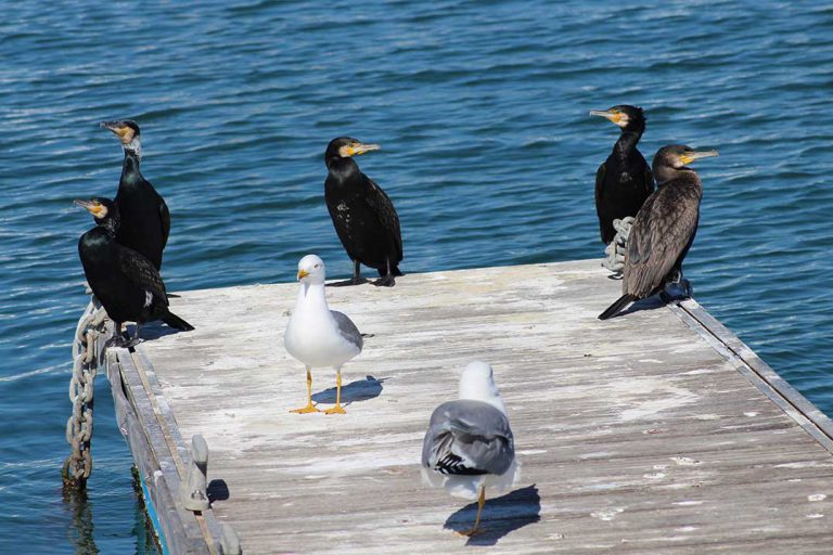 Hunting season for cormorants proposed by Natural Resources