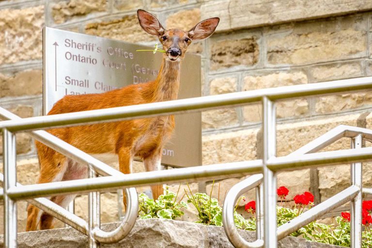 Gore Bay resident seeks First Nation deer cull deer on property