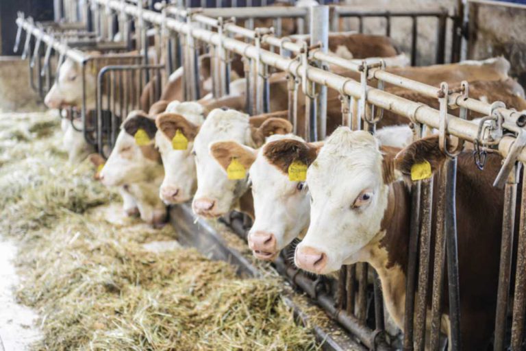 Trump’s opposition to marketing  boards concerns Island dairymen