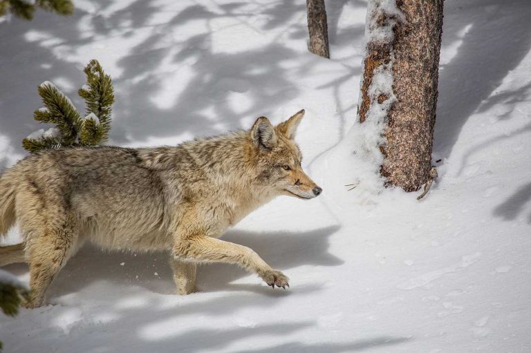 Billings council gives approval for coyote control compensation bylaw