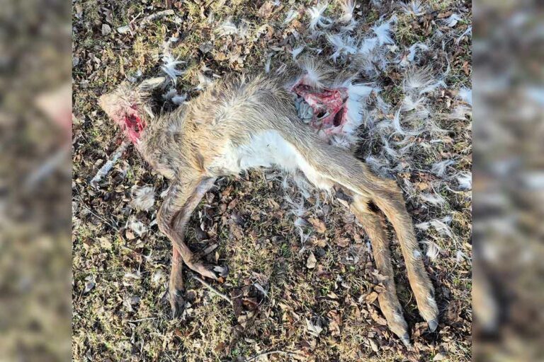 Fawn kill in Gore Bay town limits leaves residents rattled