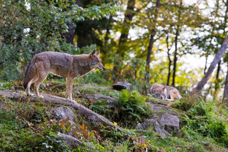 Northeast Town latest municipality to enact a coyote compensation program