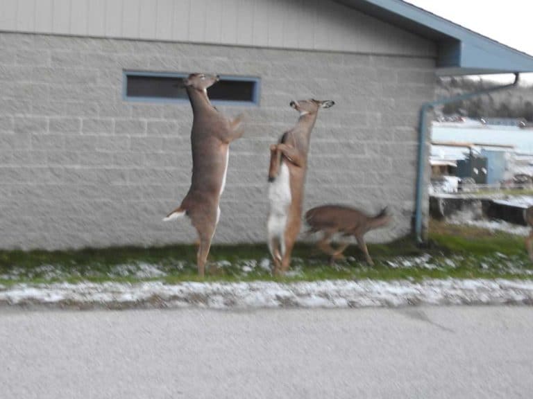 Deer captured in photo by Gore Bay woman look like they are dancing