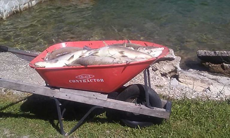 ‘Summerkill’ fish die-offs predicted to double by 2050