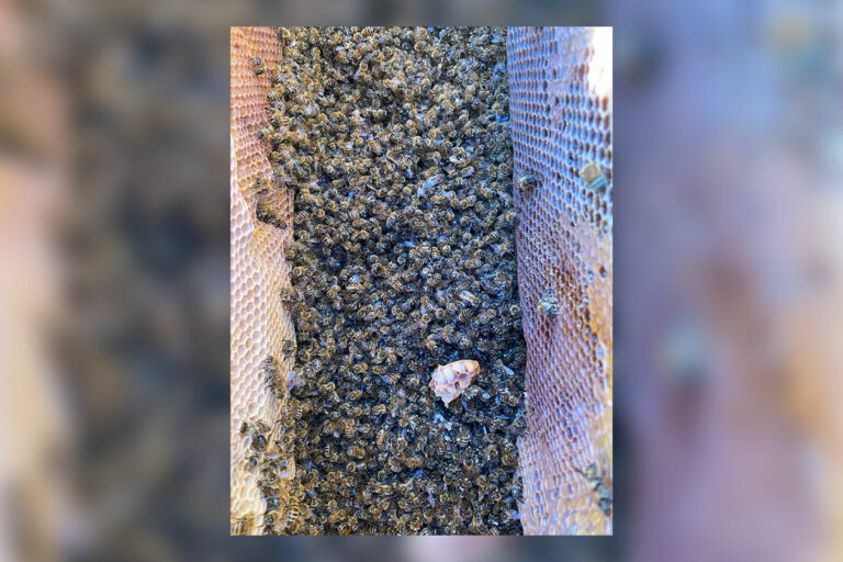 Herbicide kills bees: Guelph University lab notifies Island beekeeper about losses