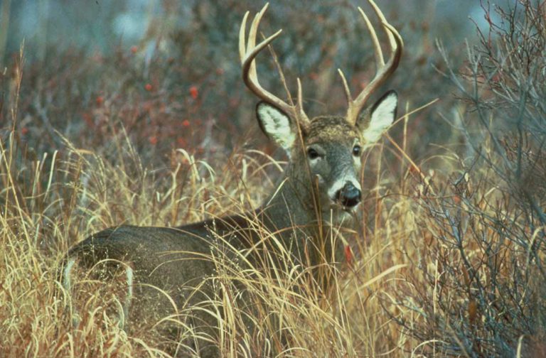 South Baymouth resident upset with perceived lack of action from MNRF on Manitoulin deer situation