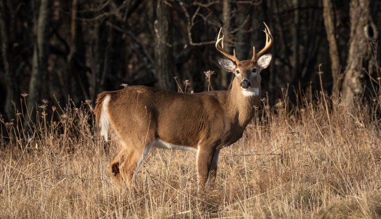 COVID found in Quebec deer