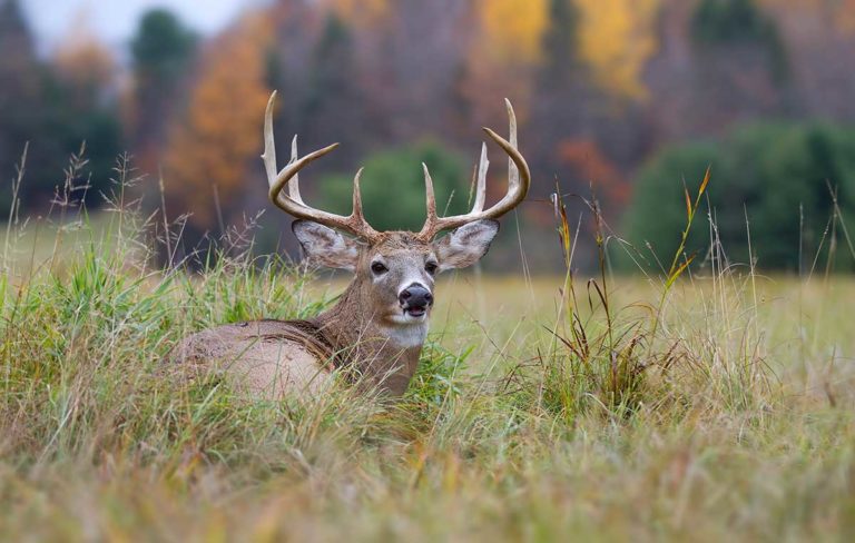 Cockburn deer hunt hampered by bad weather