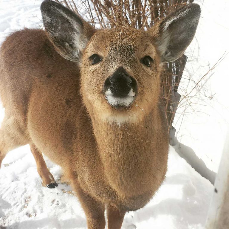 MNRF tests show chronic waste disease hasn’t spread to Ontario deer