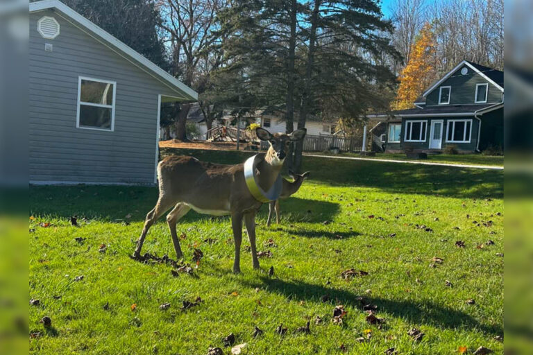 Strong herd numbers bode well for the 2024 deer hunt on Manitoulin