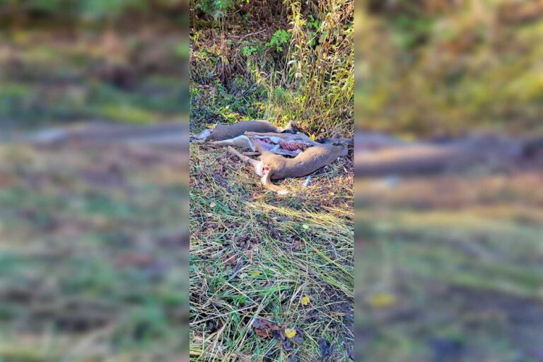 Ministry of Natural Resources charges down in 2025 rifle hunt