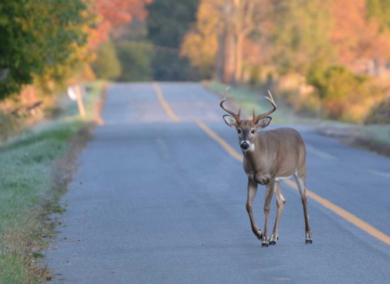Motorists take care—deer are on the move