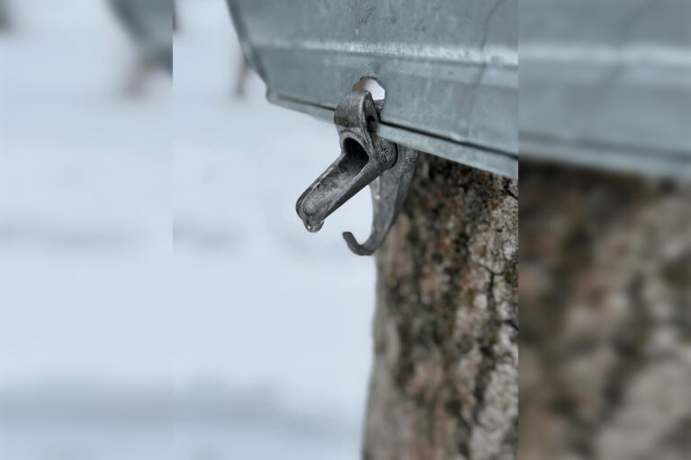 Winning bid for Dewar maple syrup charity auction an impressive $1,200