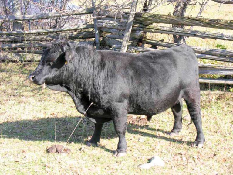 Ice Lake farmer raising Irish Dexter cattle