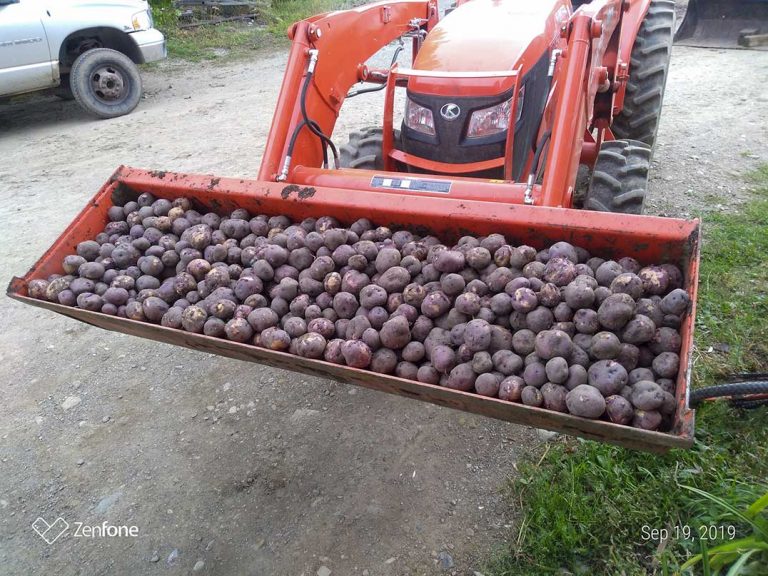 Pike Lake Farms offers ‘diabetic friendly’ potatoes
