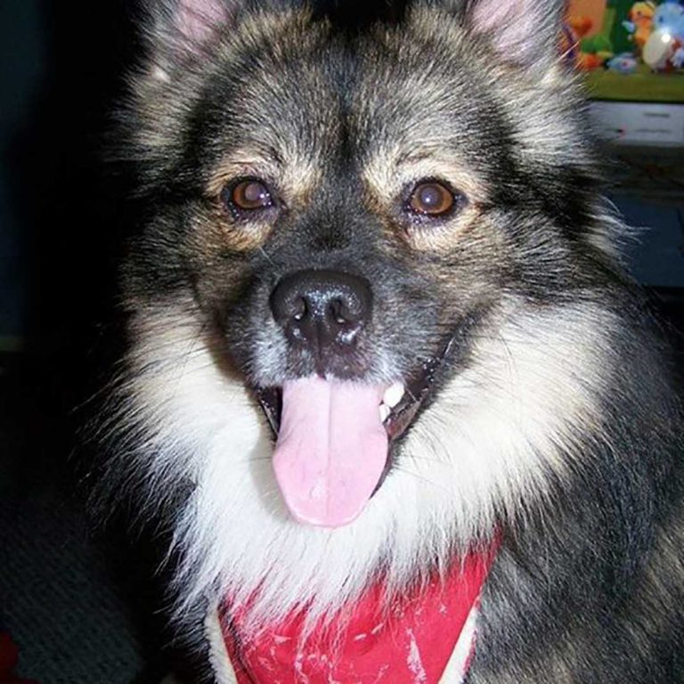 OPP seeks public assistance with dog shot in Kagawong