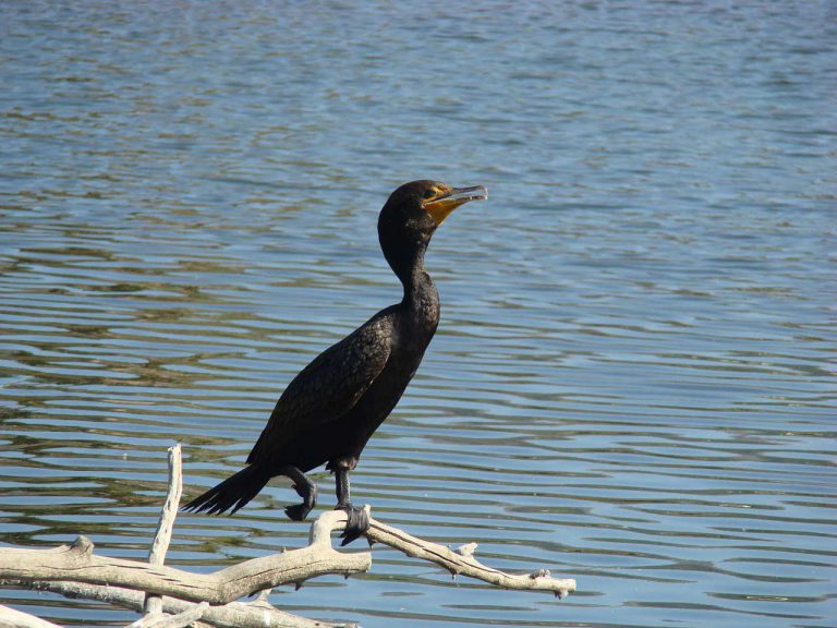 MNRF announces cormorant hunt