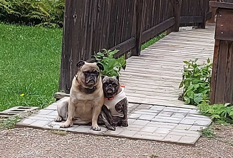 Providence Bay resident distraught after passing driver kills family dog