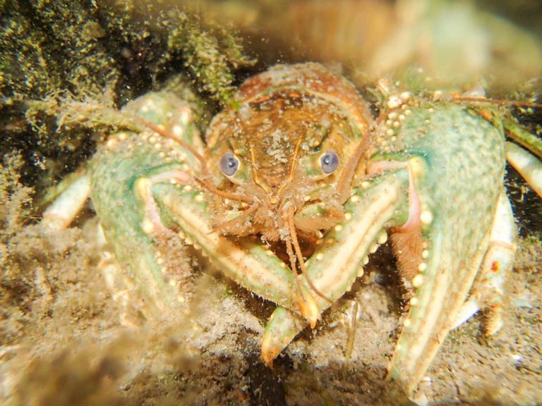 Researcher’s Manitoulin crayfish photo lands in magazine