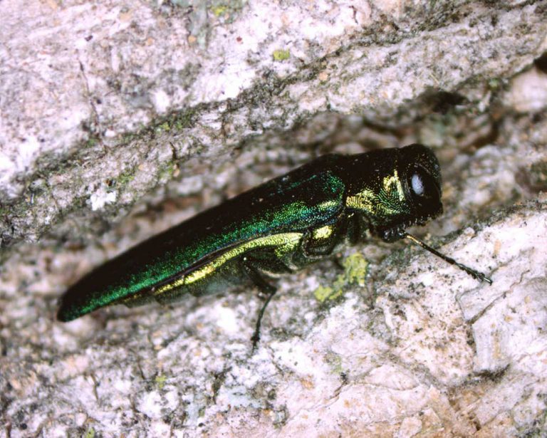 Deep freeze may slow spread of emerald ash borer