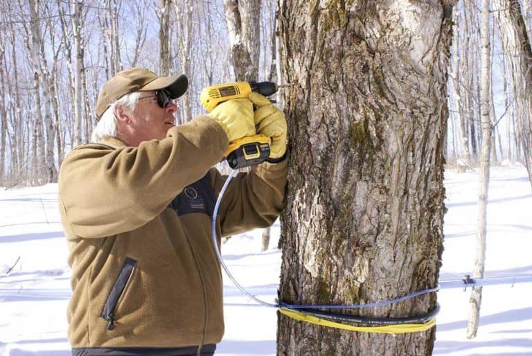 Maple syrup producer lucky to be alive after accident