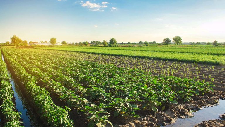 Soil and seeds are key to regenerative agriculture