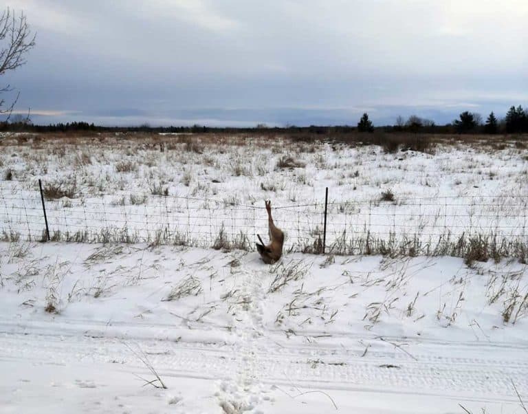 Hunter rescues fawn caught in fence