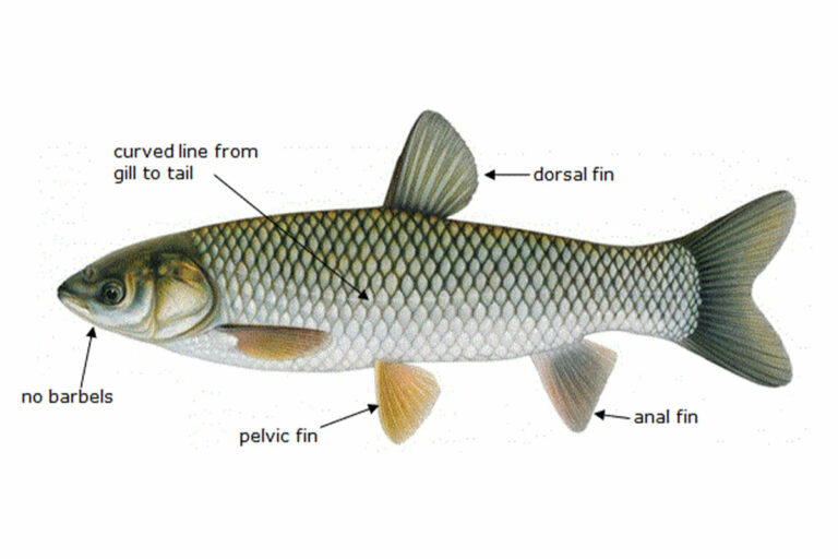 Stakeholders say Illinois must act now to keep invasive carp out of Great Lakes