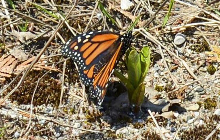 First monarch butterflies arrive on Manitoulin