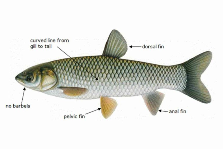 Trump administration promises to let invasive carp funds flow to stop spread