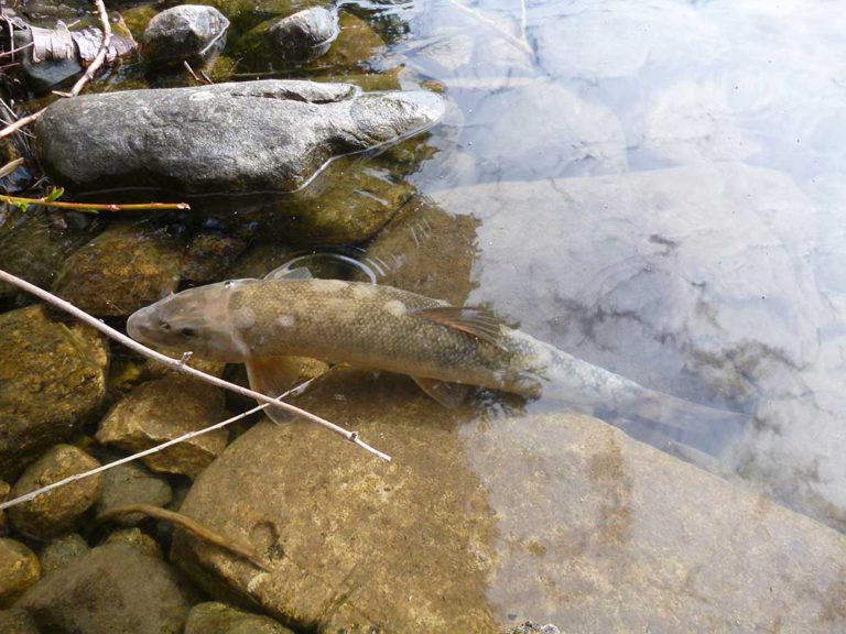 Reports of dead fish on Lake Manitou