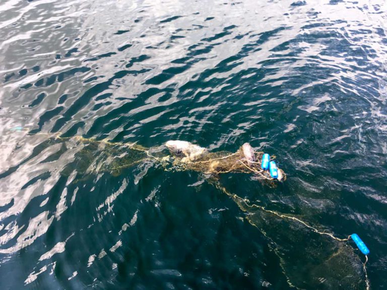 Investigation started after large fishing net and rotting fish left in Lake Wolsey