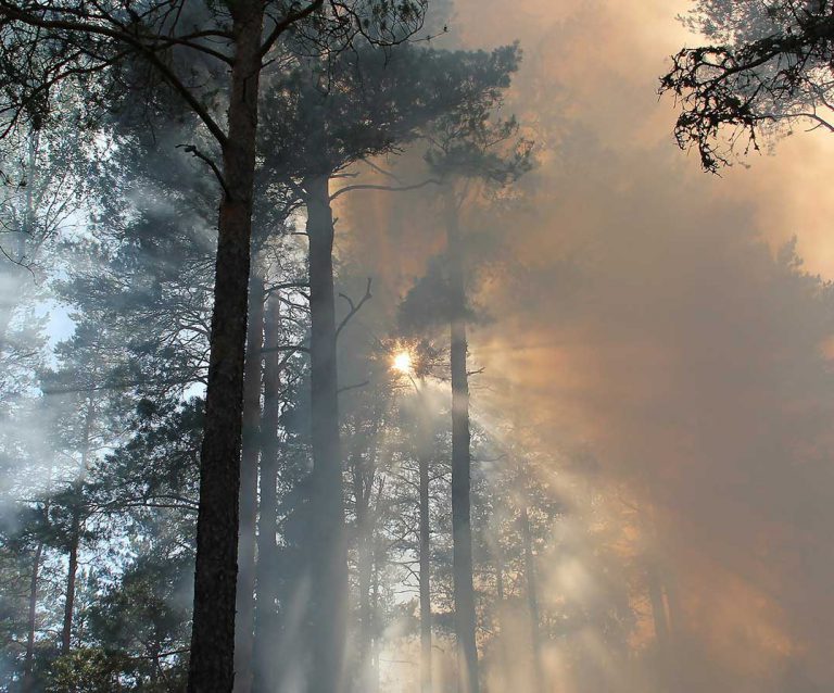 2020 could be above-normal year for wildfires in Northeast