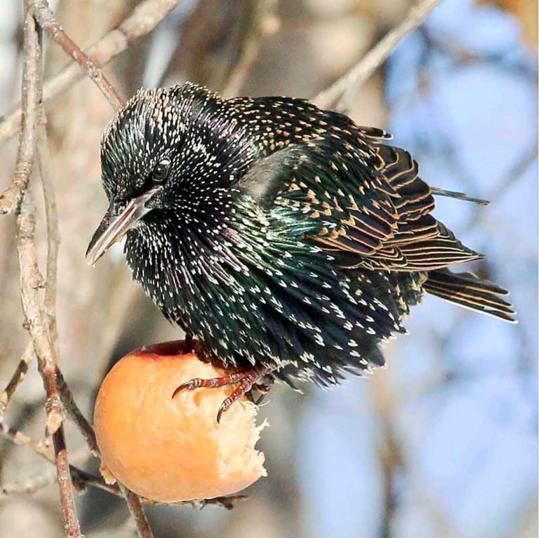 Gore Bay Christmas bird count 2016 results
