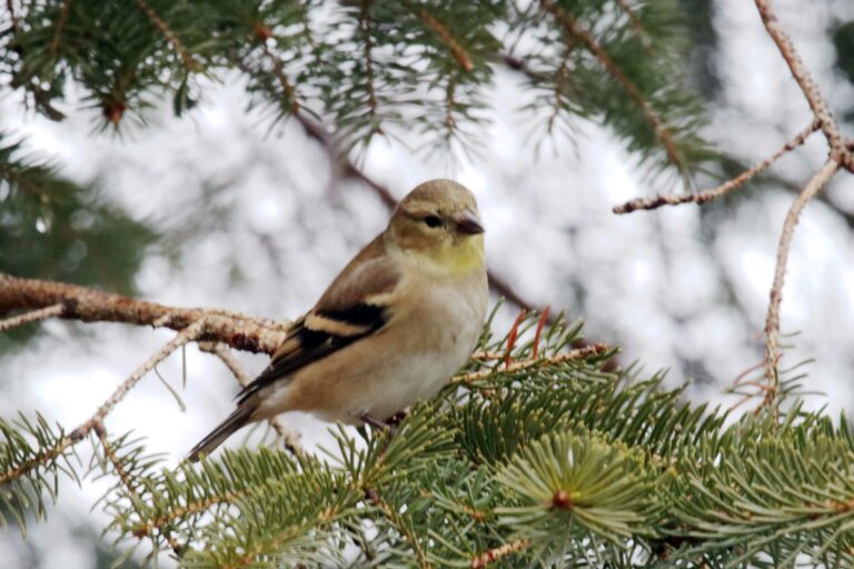 Six field teams report the results of the 56th Gore Bay Christmas bird count