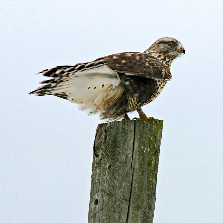 Robin, snowy owl spotted during annual Christmas bird count