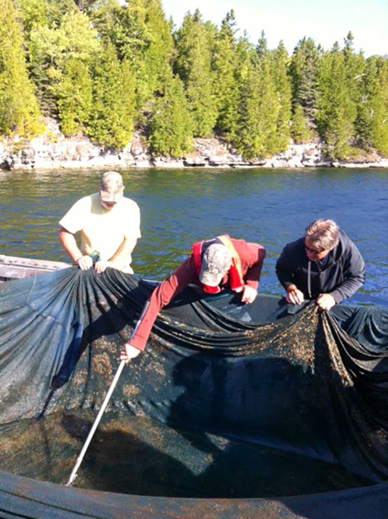 Local fish and game clubs release healthy, large walleye in Lake Kagawong