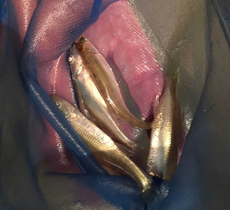 Gore Bay Fish and Game Club releases thousands of fingerlings in Lake Kagawong