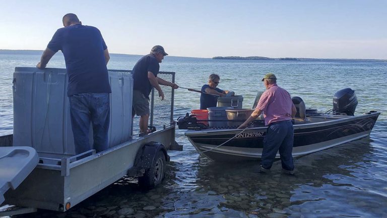 Gore Bay Fish and Game again stock walleye in L. Kagawong