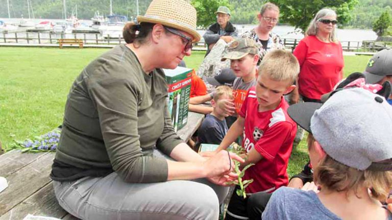 Beetles released to control purple loosestrife on Gore Bay waterfront