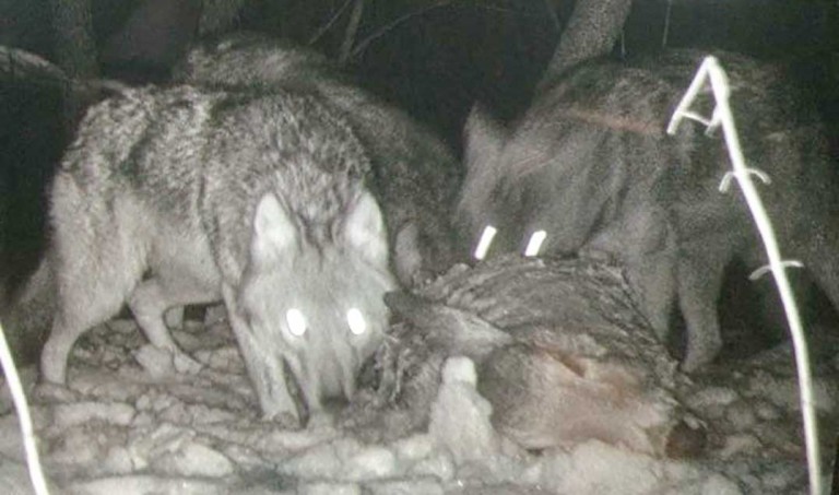 Gore Bay residents should be cautious with coyotes, wolves, town officials urge