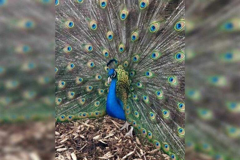 GoFundMe set up to meet the needs of the animals at the Glo Farm Sanctuary