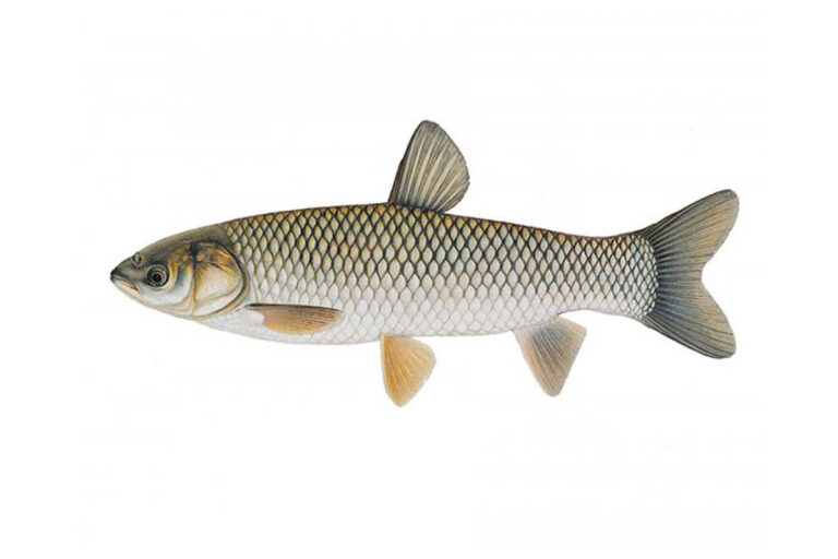 Concerns about Trump-era cutbacks stall Illinois plans to prevent invasive carp from populating the Great Lakes