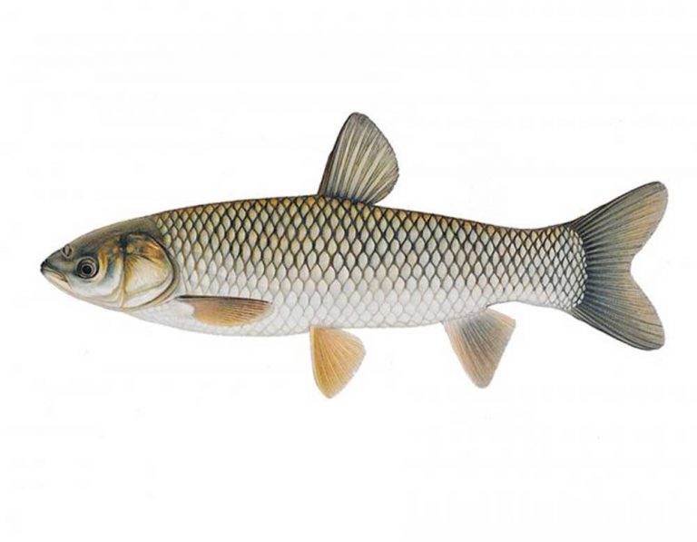 Biologists have potentially discovered new way to control carp