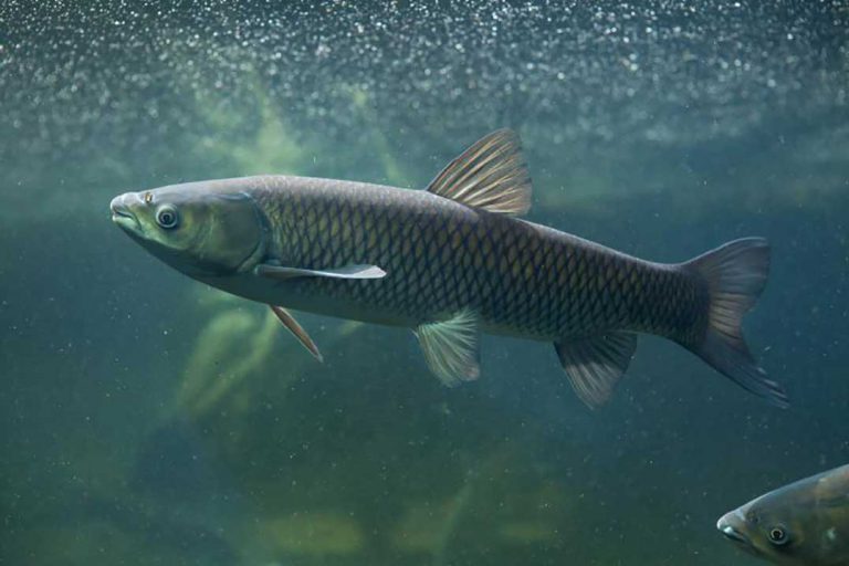 Canadian and American mayors call for urgent action against Asian carp