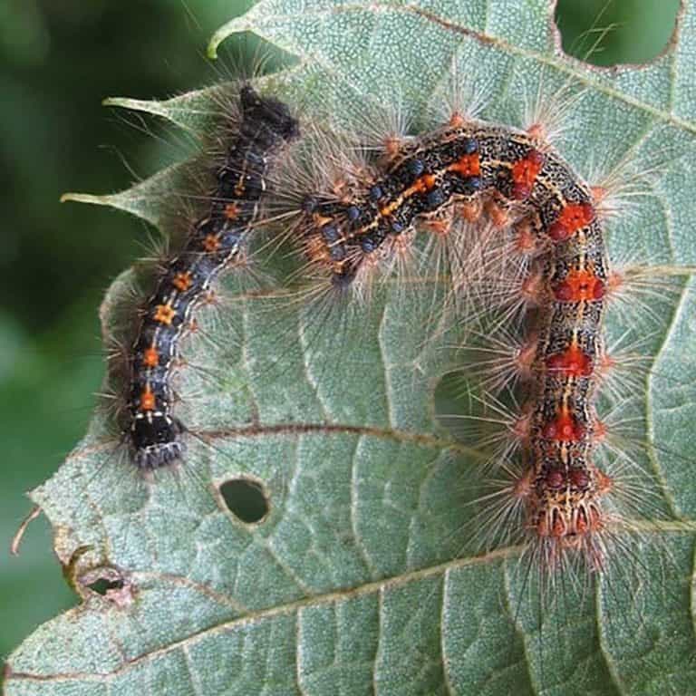 Scientists warn that 2021 will be bumper crop year for gypsy moth caterpillars in areas like the Island